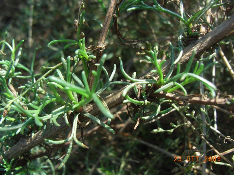 Artemisia campestris?